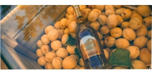 Ararat Apricot. Two symbols of Armenia in a new innovative product of ARARAT